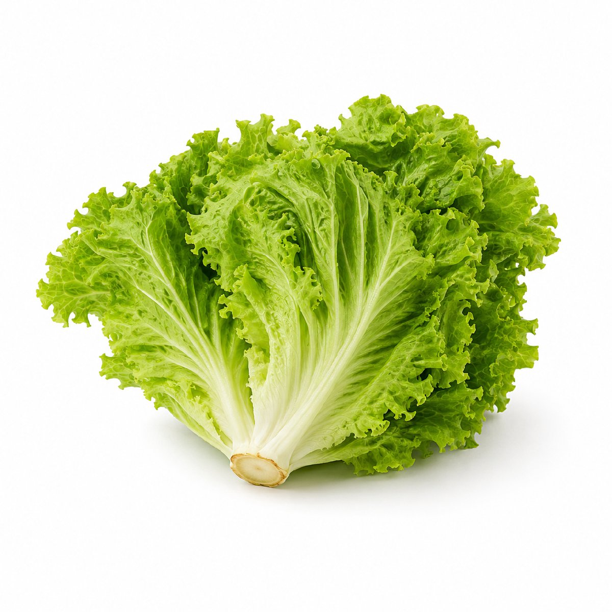 Lettuce Head 1s Each